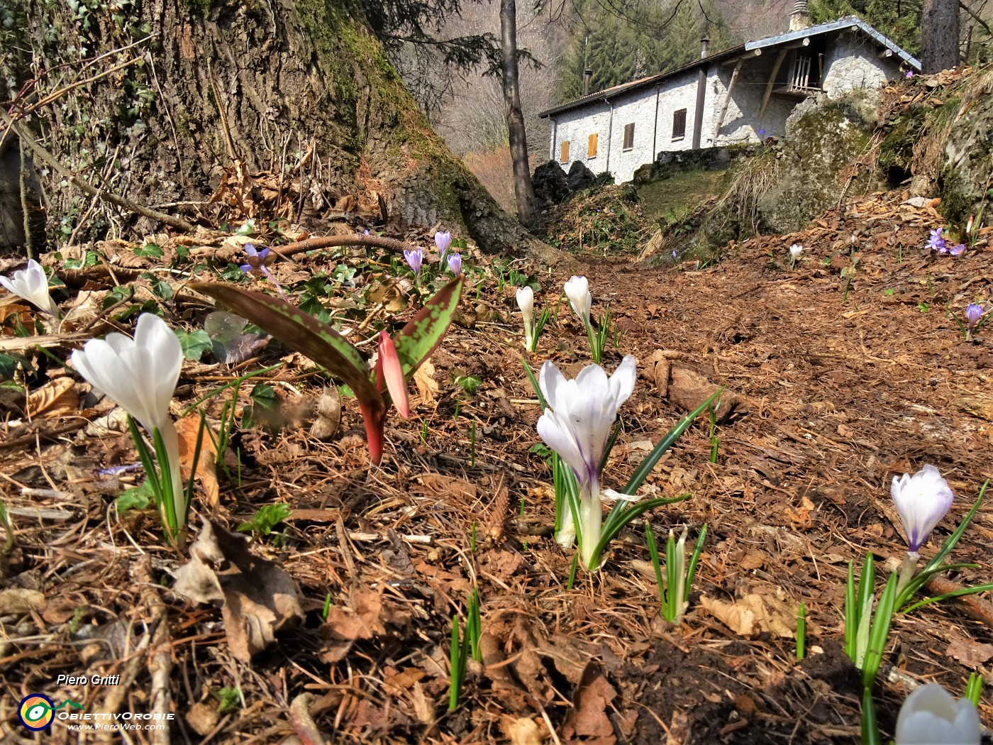 70 Crocus alla Ca' del Ceco.JPG